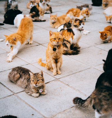 Cats,In,Animal,Shelter,In,Cyprus.