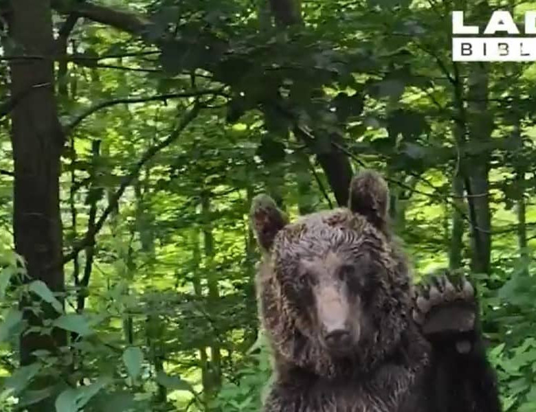 Ursul de pe Transfăgărășan care a salutat turiștii precum un om a devenit o vedetă internațională/ Captură video