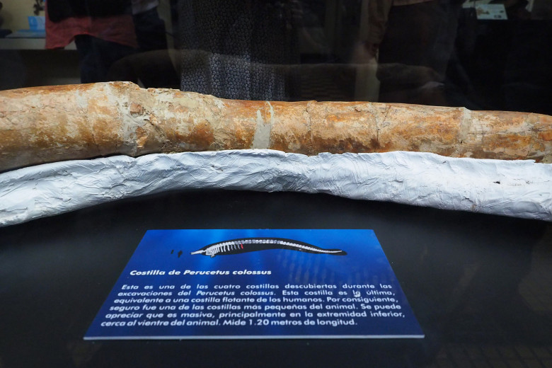 Perucetus colossus, cel mai greu animal din lume/ Profimedia