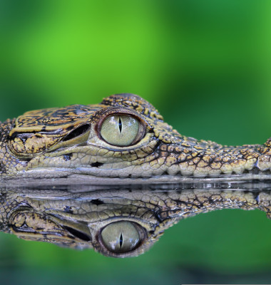 Crocodile,,Crocodile,In,Reflection