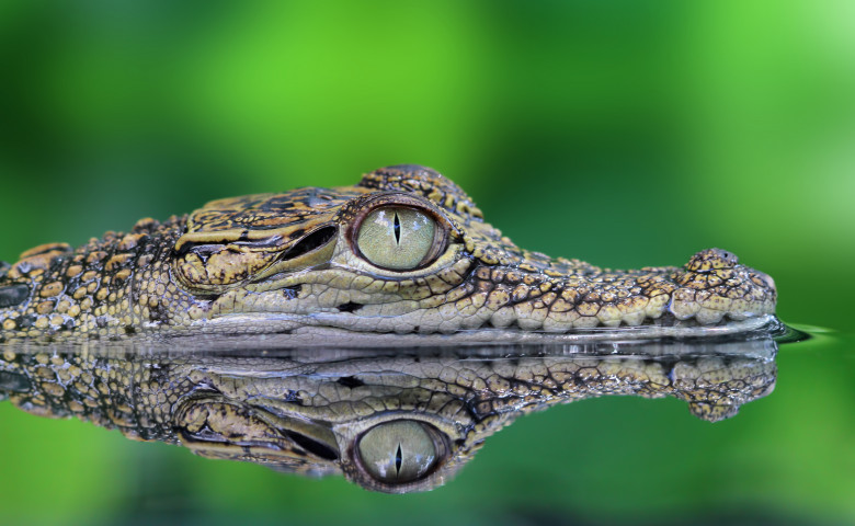 Crocodile,,Crocodile,In,Reflection