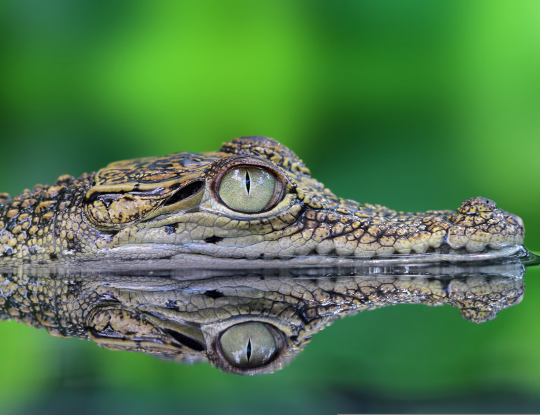 Crocodile,,Crocodile,In,Reflection