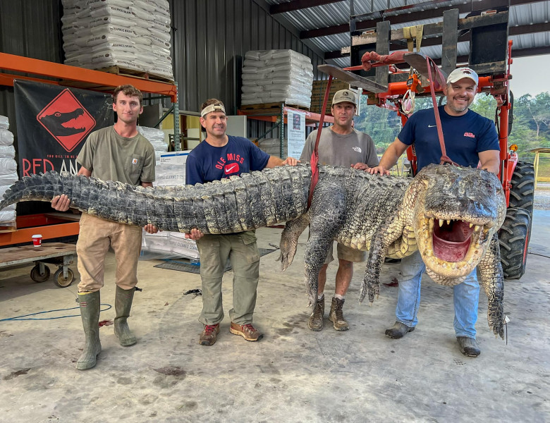 Un aligator de „dimensiuni istorice” a fost capturat în Mississippi/ Foto: Facebook