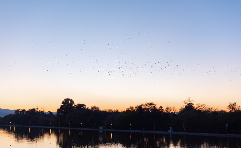 Migrating&comma;Huge&comma;Bird&comma;Flock&comma;Flying&comma;Over&comma;Trees&comma;On&comma;Clear&comma;Blue