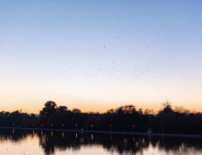 Migrating,Huge,Bird,Flock,Flying,Over,Trees,On,Clear,Blue