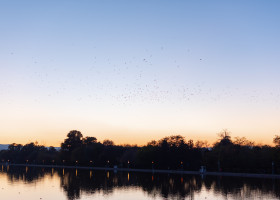 Migrating,Huge,Bird,Flock,Flying,Over,Trees,On,Clear,Blue