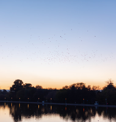 Migrating,Huge,Bird,Flock,Flying,Over,Trees,On,Clear,Blue