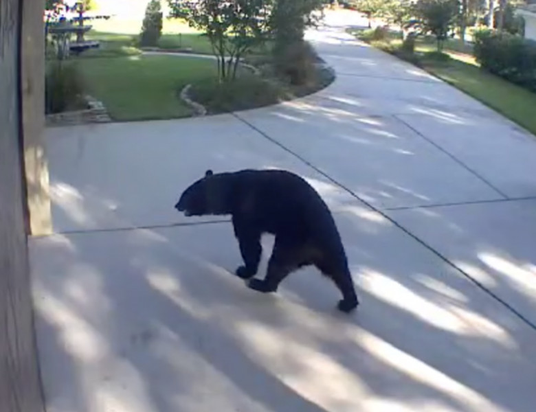 Momentul când un urs cu trei picioare dă buzna într-o locuință/ Captură video Youtube