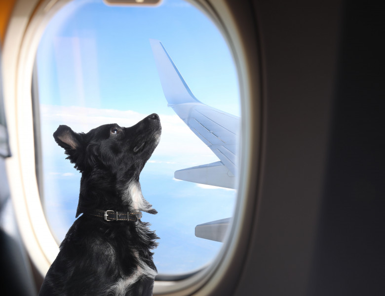 Câine în avion/ Shutterstock