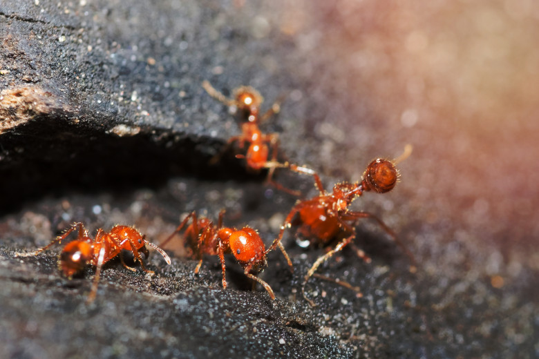 Solenopsis,Invicta,Walking,On,A,Wooden,Floor.