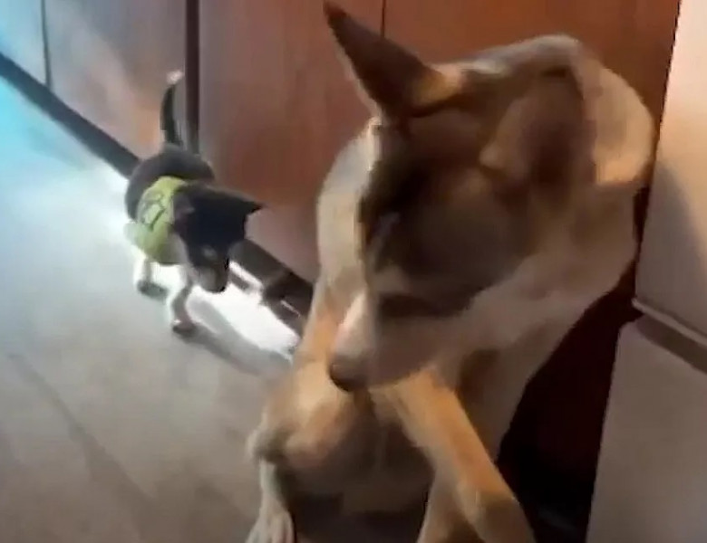 Momentul adorabil când un husky îi arată unui cățel cu doar trei picioare cum să meargă/ Captură video TikTok