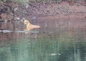 Un câine a fost salvat de trei crocodili/ Captură video