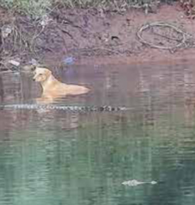 Un câine a fost salvat de trei crocodili/ Captură video