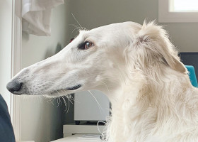 Câinele cu cel mai lung nas din lume/ Foto: Profimedia