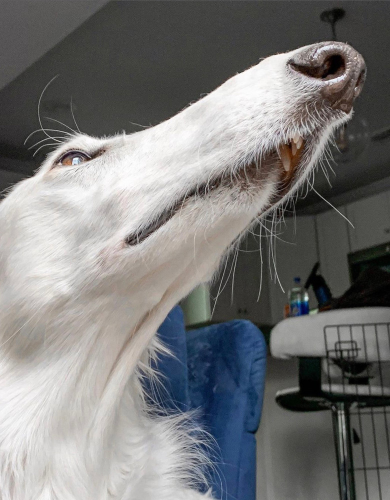 Câinele cu cel mai lung nas din lume/ Foto: Profimedia
