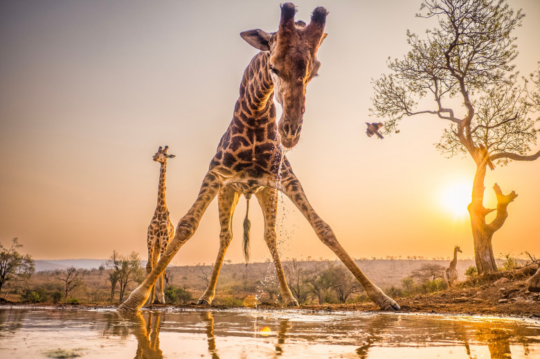 Girafă/ Profimedia
