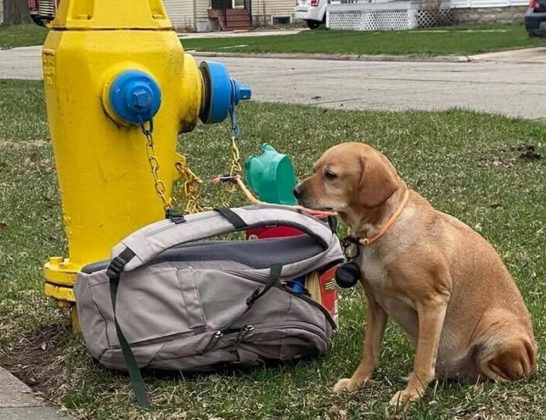 Imaginea emoționantă cu un câine abandonat pe stradă/ Facebook