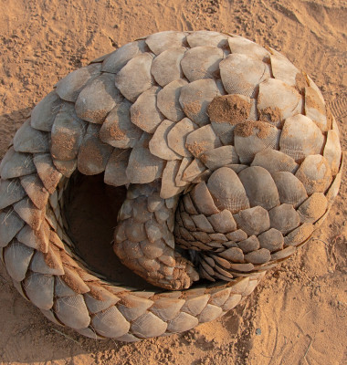 Indian,Pangolin,Or,Anteater,(manis,Crassicaudata),One,Of,The,Most