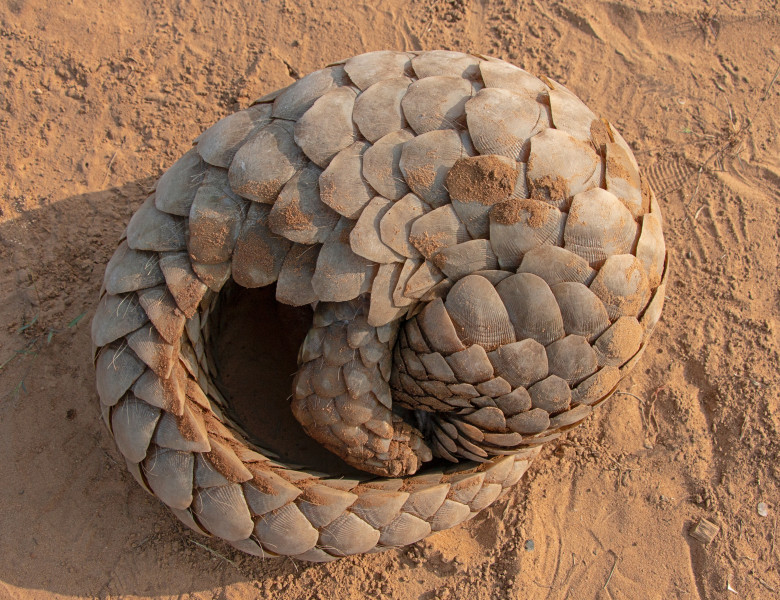Indian,Pangolin,Or,Anteater,(manis,Crassicaudata),One,Of,The,Most