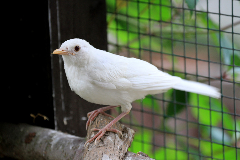 Animale cu albinism/ Profimedia