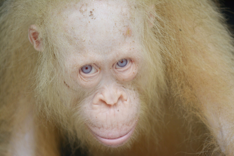 Animale cu albinism/ Profimedia
