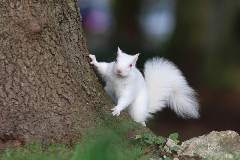 Animale cu albinism/ Profimedia