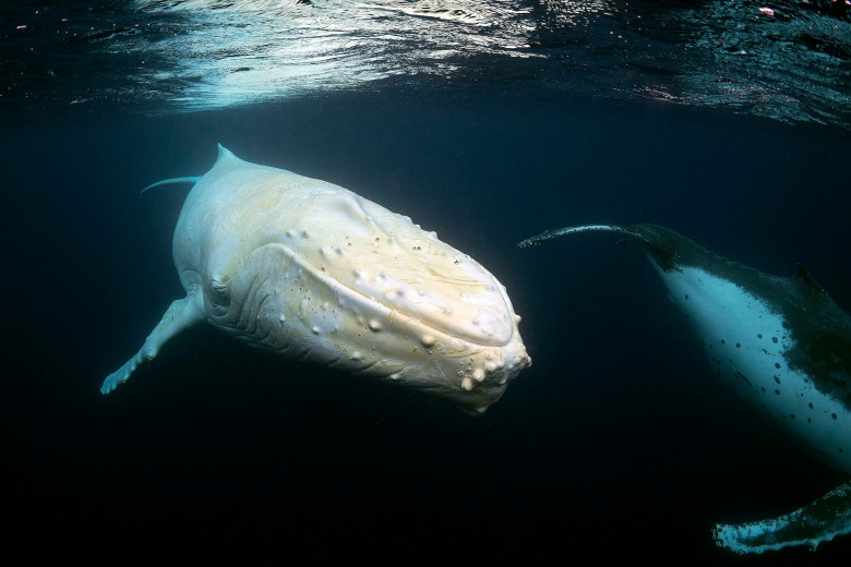 Animale cu albinism/ Profimedia