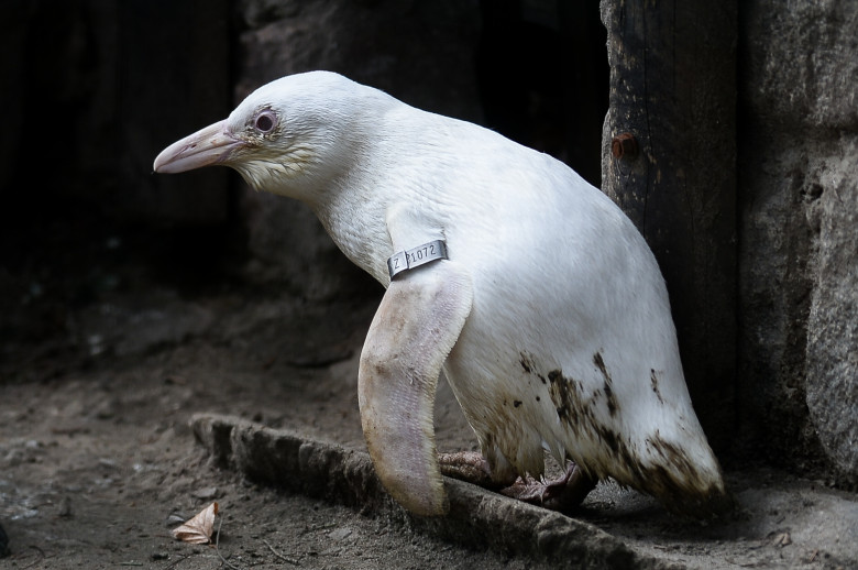 Animale cu albinism/ Profimedia
