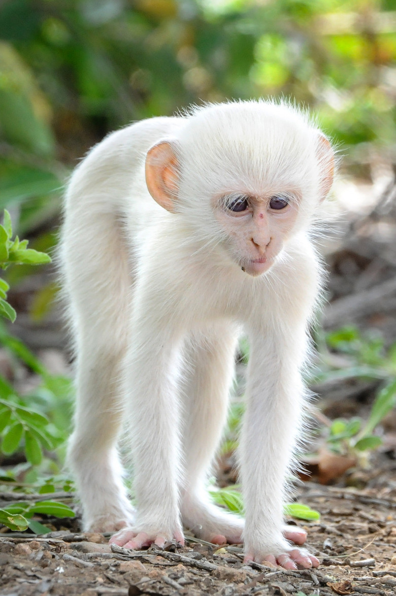 Animale cu albinism/ Profimedia