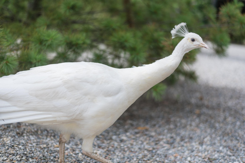 Animale cu albinism/ Profimedia