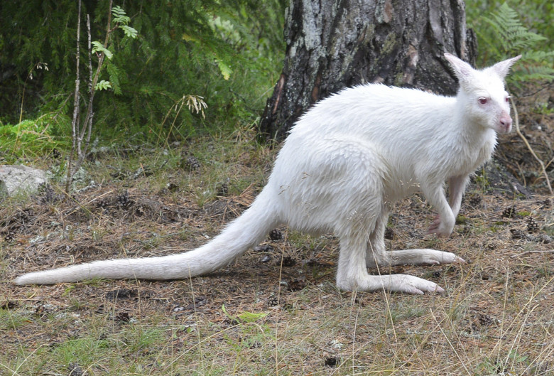 Animale cu albinism/ Profimedia