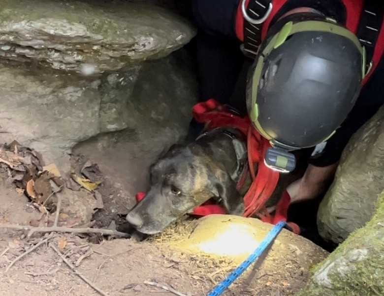 Un câine a stat trei zile blocat într-o peșteră cu un urs/ Foto: Facebook