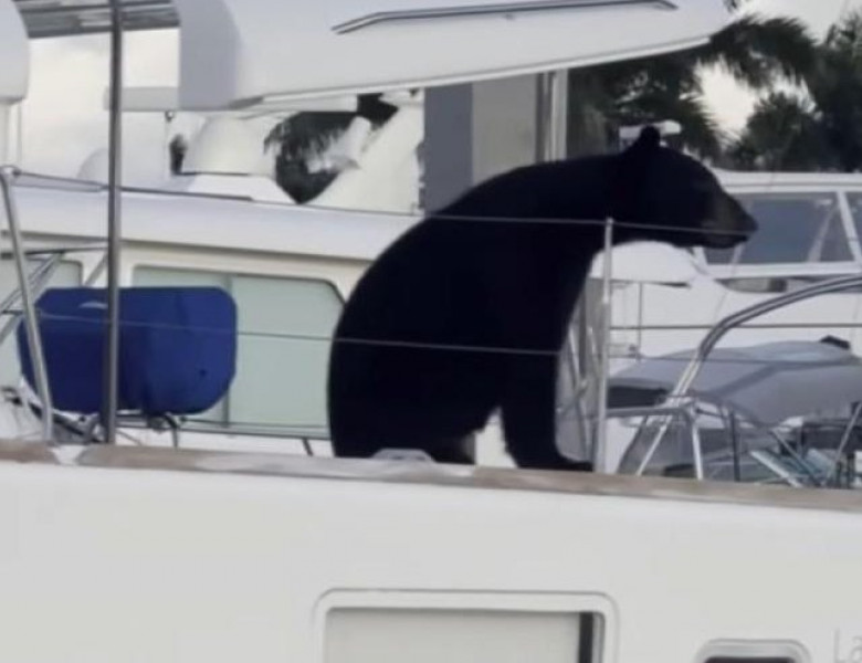 Urs pe barcă în Florida/ Foto: Captură video Youtube