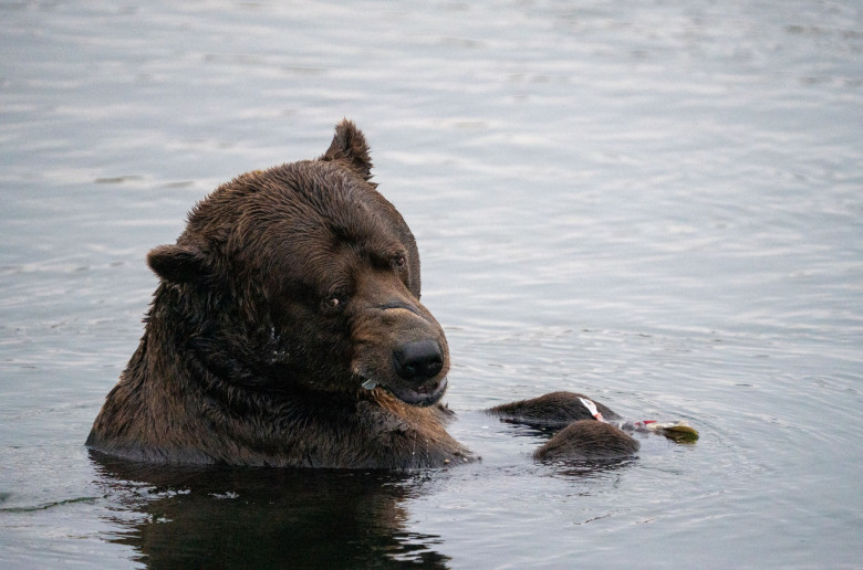 Mama bear Grazer is the winner of Fat Bear Week 2023 as she gets bulk of votes in final showdown versus Chunk