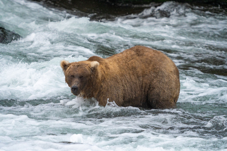 Mama bear Grazer is the winner of Fat Bear Week 2023 as she gets bulk of votes in final showdown versus Chunk