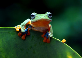 Javan,Tree,Frog,,Flying,Frog,,Wallace,Frog