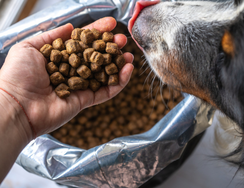De ce să nu guști din mâncarea câinilor sau a pisicilor/ Shutterstock