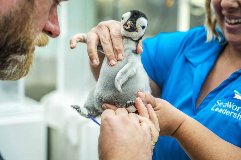 Emperor penguin chick hatches for first time in over a decade