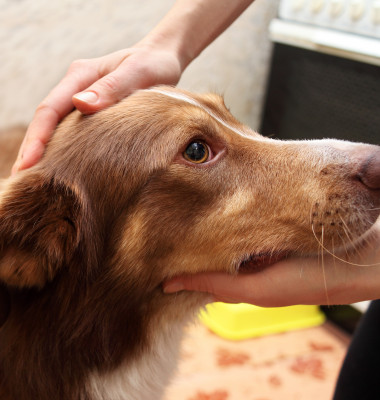 De ce nu ar trebui să-ți mângâi câinele pe cap/ Shutterstock