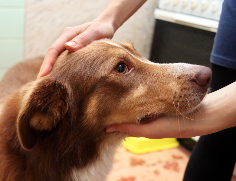 De ce nu ar trebui să-ți mângâi câinele pe cap/ Shutterstock