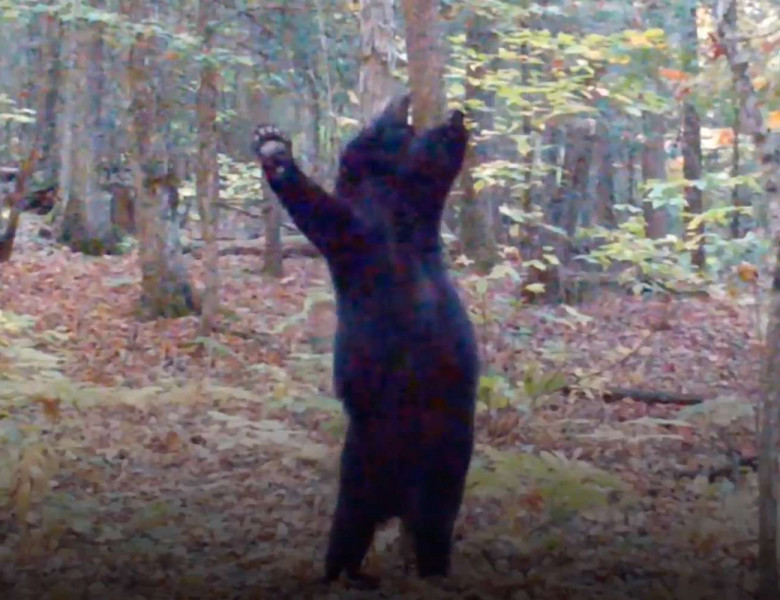 Imagini virale cu un urs care pare că dansează/ Captură video
