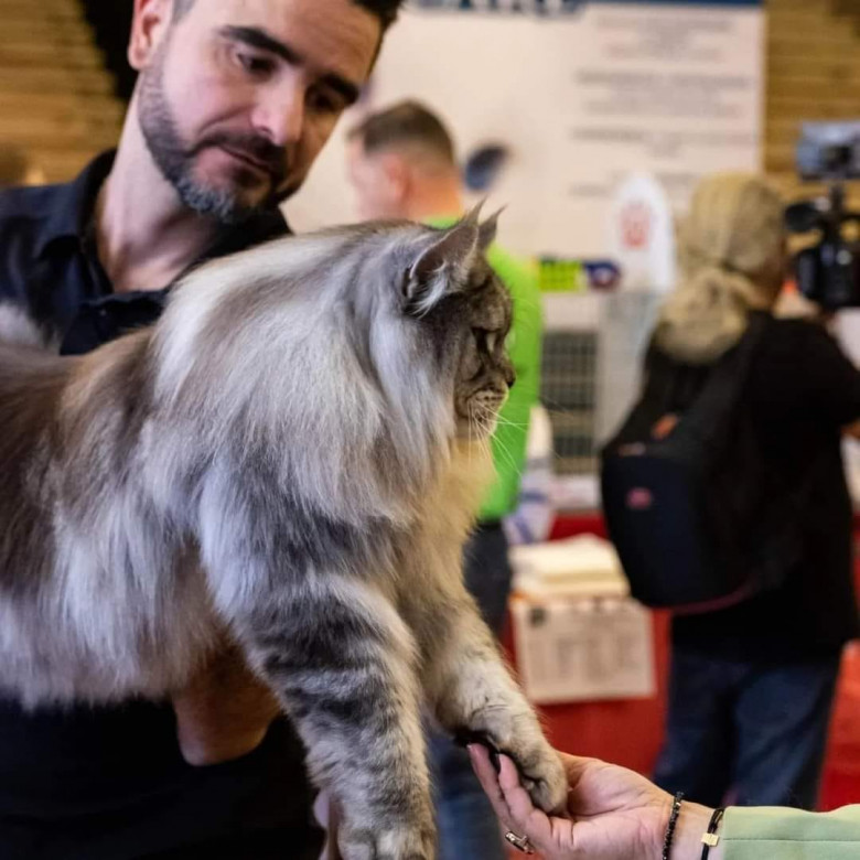 Maine Coon/ Foto: Yann Panco Facebook