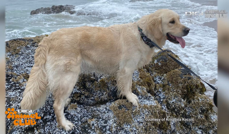 Viața alături de un Golden Retriever Caracteristici, dresaj, limite (6)