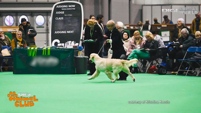 Viața alături de un Golden Retriever Caracteristici, dresaj, limite (7)