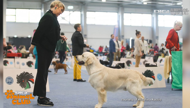 Viața alături de un Golden Retriever Caracteristici, dresaj, limite (9)