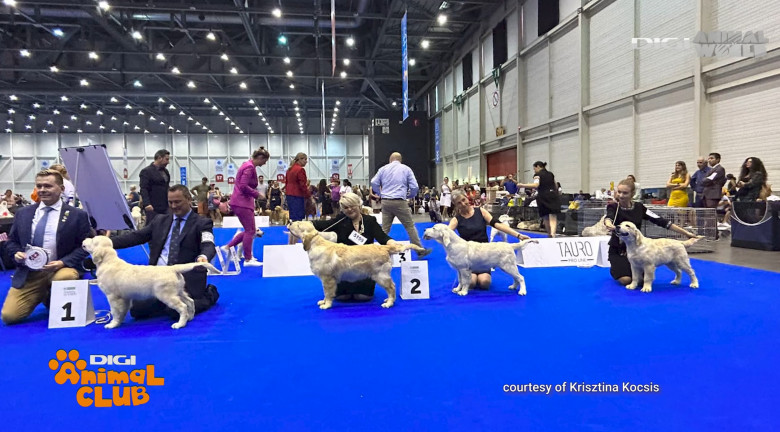 Viața alături de un Golden Retriever Caracteristici, dresaj, limite (10)