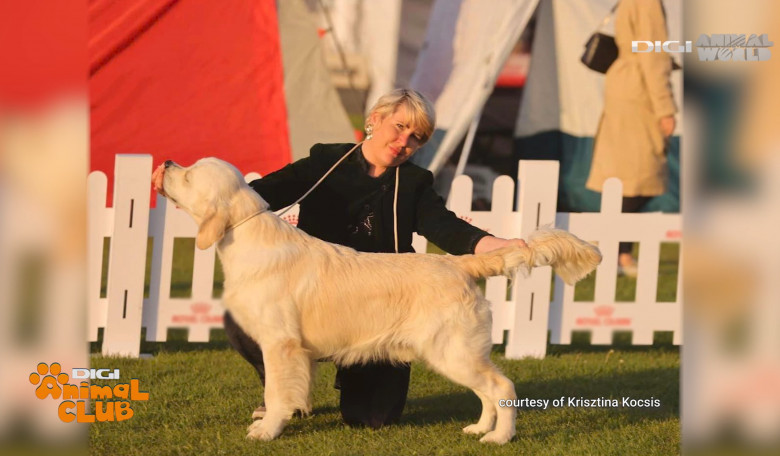 Viața alături de un Golden Retriever Caracteristici, dresaj, limite (13)