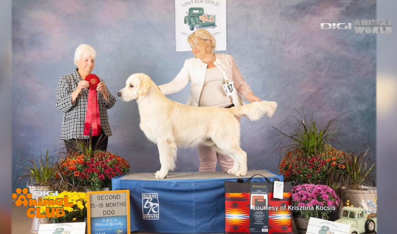 Viața alături de un Golden Retriever Caracteristici, dresaj, limite (17)