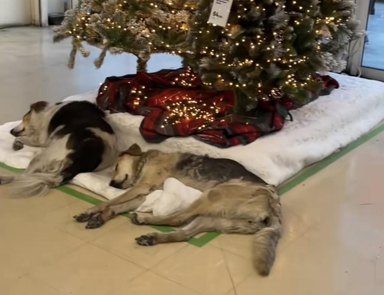 Doi câini fără adăpost, surprinși dormind sub bradul de Crăciun/ Foto: TikTok