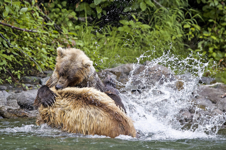 Urși grizzly/ Profimedia